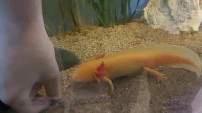 wAtEr mOnStEr mUrDeRs hUmAns hAnD When BrInG FeD