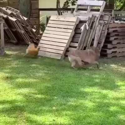 Best game of chase I've ever seen