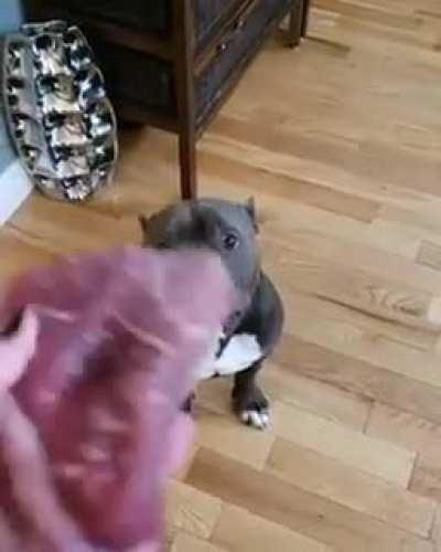 This dog has more self control than some of us.
