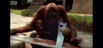 Ah yes, their big brain