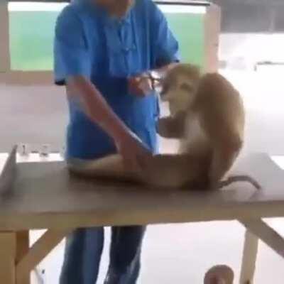 Muca treinando o shape