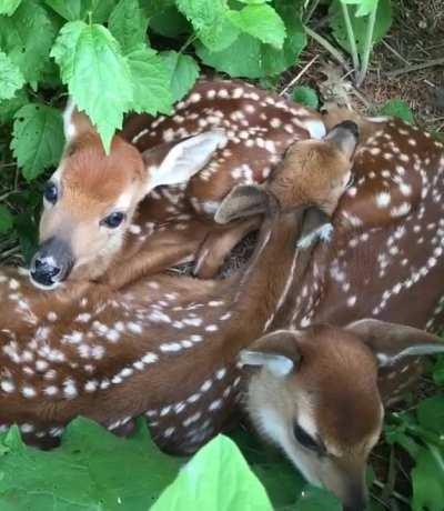 Ein paar Bambis verstecken sich im Busch