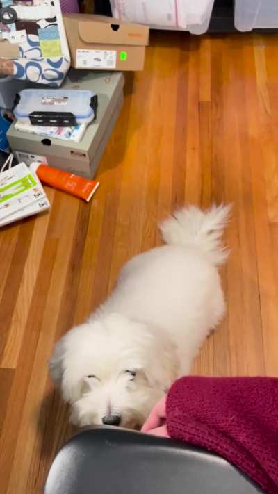 Mandatory cuddles, every morning after breakfast. (sound on)