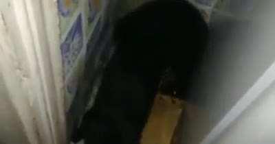 gato generator 2016 (WORKING)