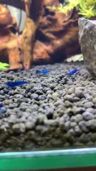 My first tank with blue dreams 😀🇧🇷