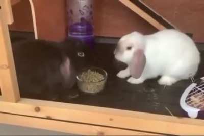 OPs made them share the food 