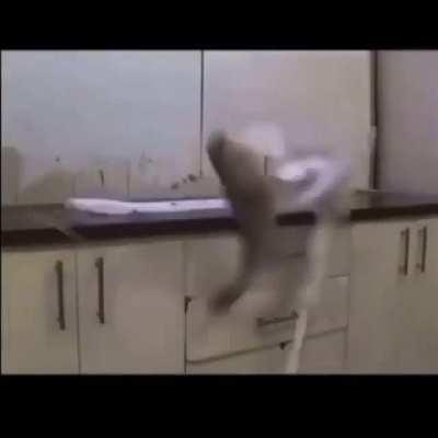 evet baligi marine ediorum nerden bildin?