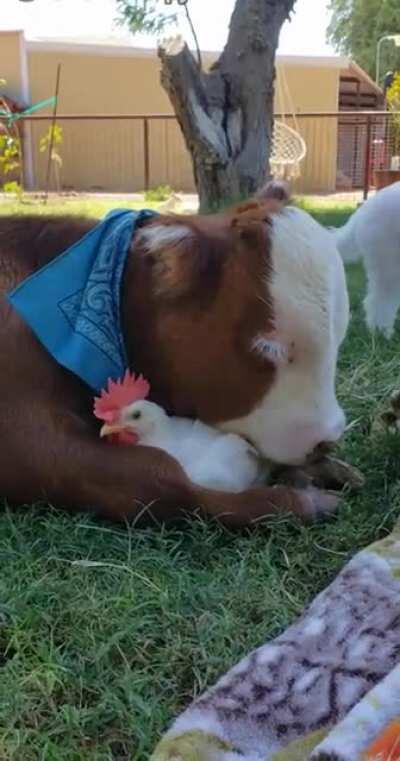 Just two sentient beings chilling