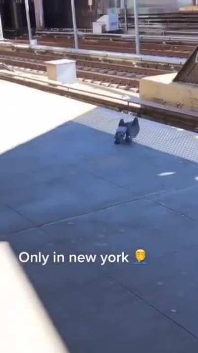 Two pigeons push the third one under a train. Execution of the bird mafia