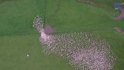 Sheep herding