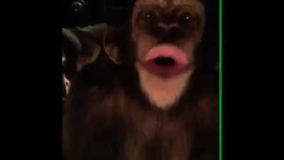 oohgh ooh ahgh, made this a coupl month ago, thouht fello ape wuld enjoy!! ooh gh ahhh.