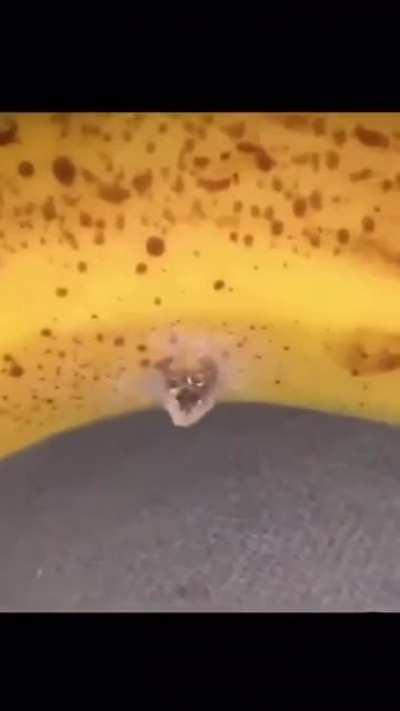 Thanks, I hate insect banana