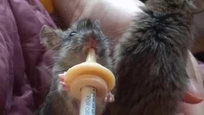 Greedy baby fixes his hair, then pushes his sister away from the food