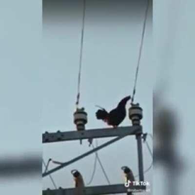 Monke flip diye geçinenler bir de chicken flip i görsün bakim