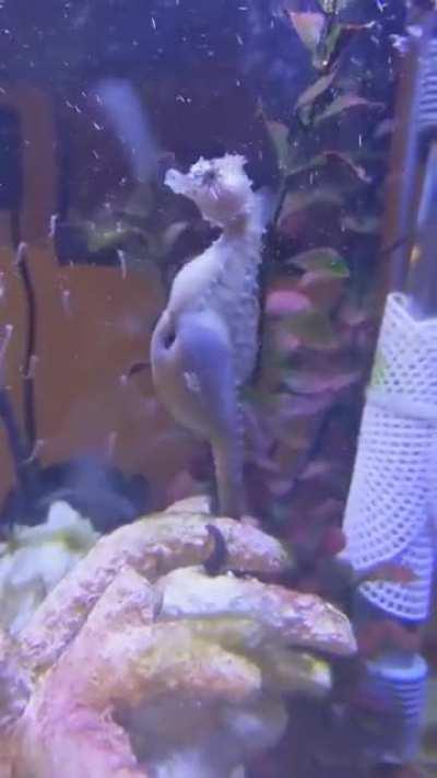Male Seahorse giving babies