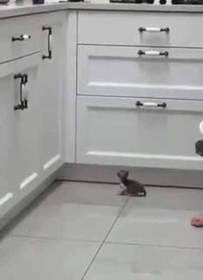 little baby sizing up the jump