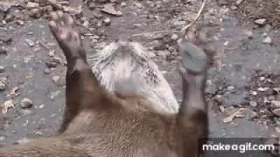 Otters juggle rocks and researchers don't know why
