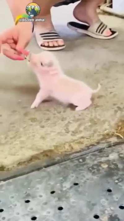 Cute kid pig