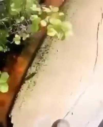 Charmx is going to love this meme for sure