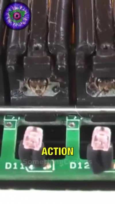 Training Bees To Detect Explosives