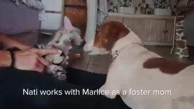 Nati the super nanny