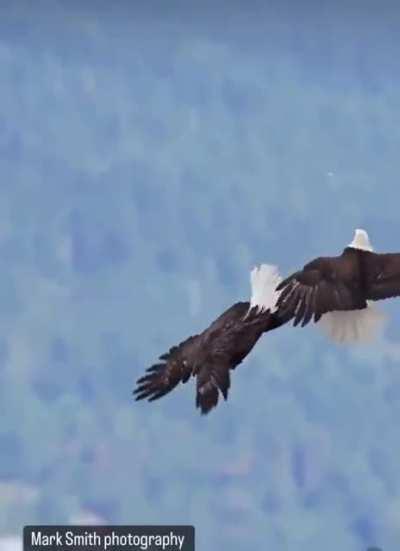 🔥Eagles will unite like this in mid-air as a way to gauge their potential mates.