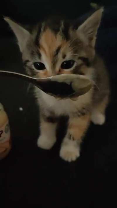 Footage of criminal monching to become chonk