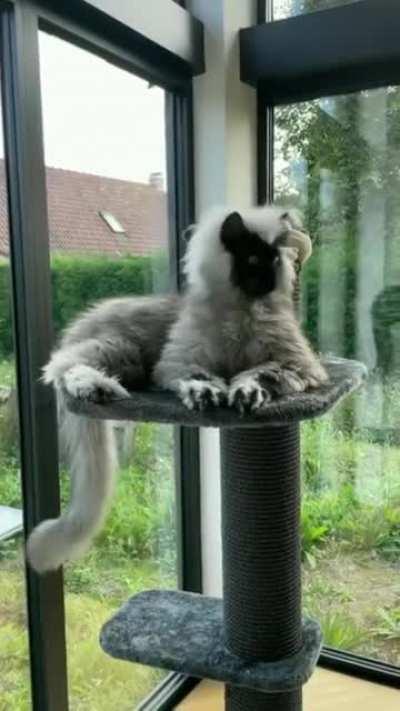 The most gorgeous creature! What would you call this breed of cat?