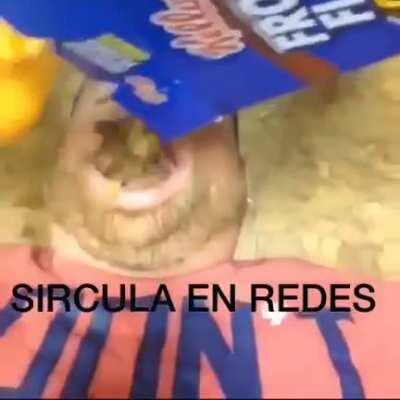 SIRCULA EN REDES