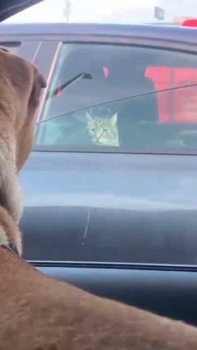 After losing the element of surprise hitcat makes a strategic retreat