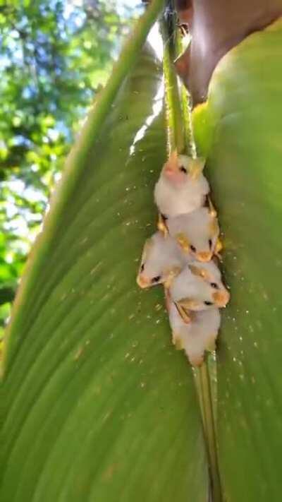 🔥 Honduran white bats