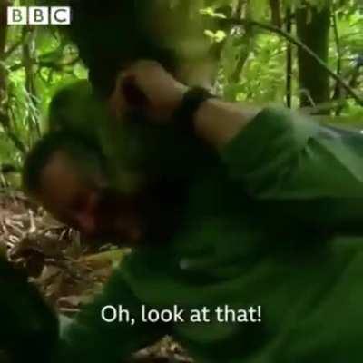 The Real Green Goblin. Special Power - Super Horny.