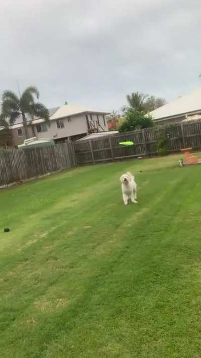 He doesn’t even try to catch, but you’ve gotta love the happy hops when he gets it