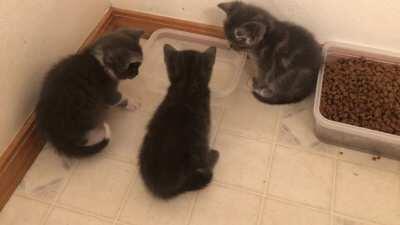 Four weeks old and not sure what to do with the water bowl.