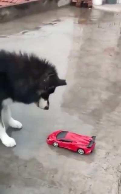 He's so surprise that he fell