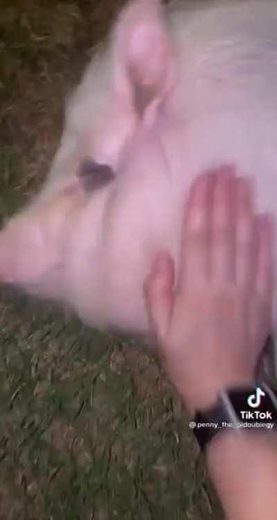 PeRSon SlAuGtErS POoR PiG