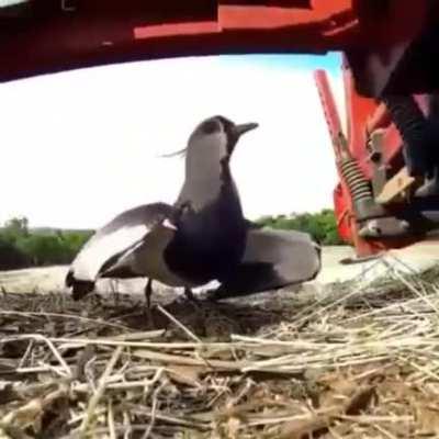 Материнская любовь.