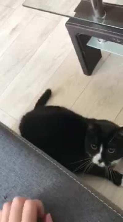 Table got in the way for this cute derp