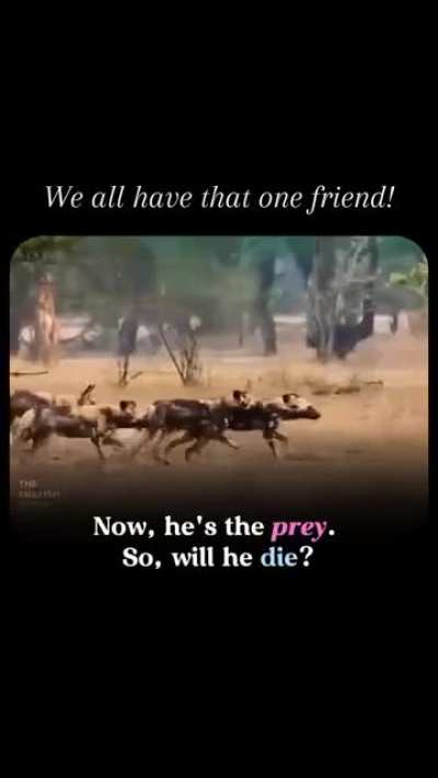 One of the most fearless animals alive — the honey badger doesn’t even flinch at danger