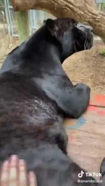 patting the little kitten's little butt