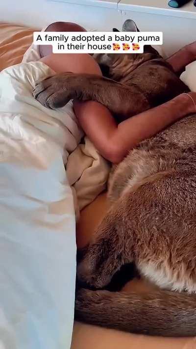 a family adopted cute baby puma