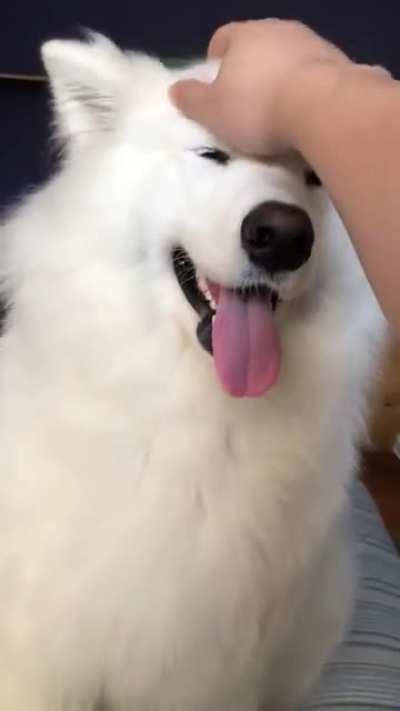 minty is a needy boy 😪