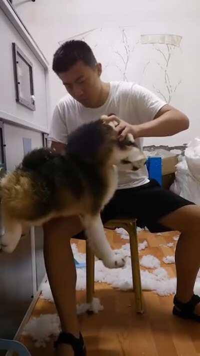 This could be us, but you won't wear a collar.