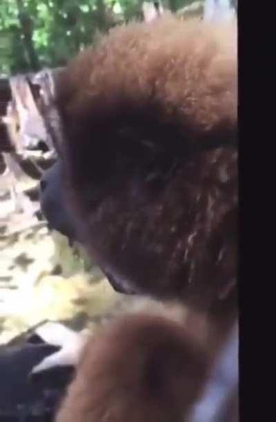 Accurate IRL depiction of Apes from beginning of hodling until MOASS