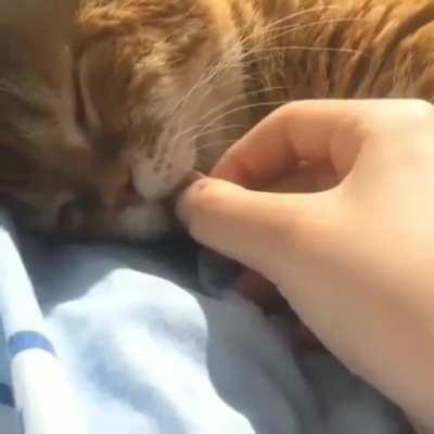 Please pull tongue to attempt reboot