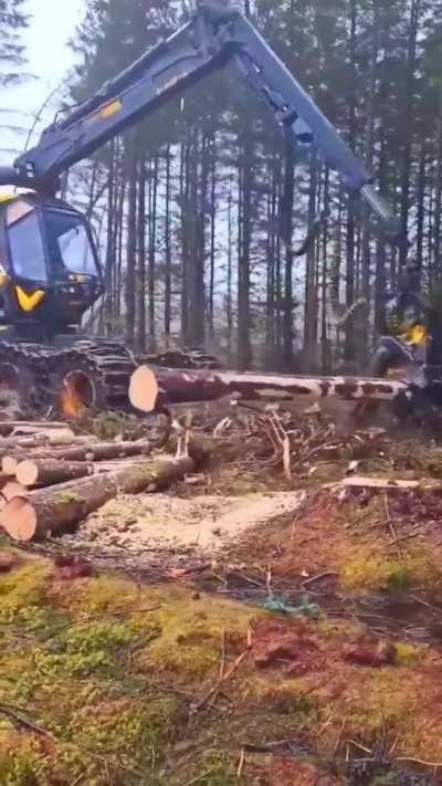 If it grabbed a tree and used it like a sword...