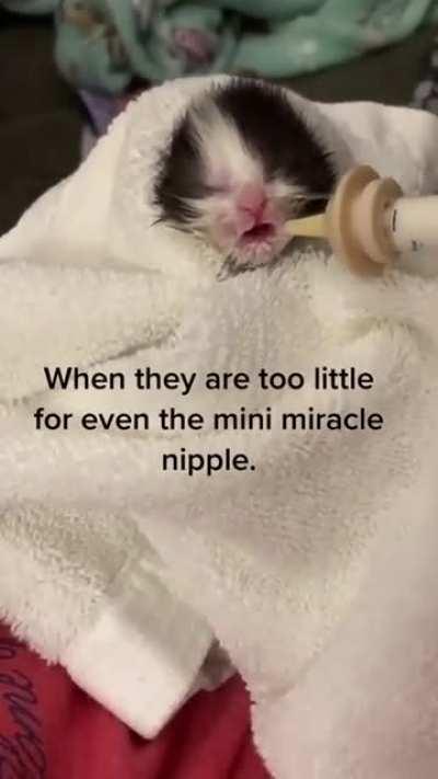 Adopted stray kitten 🥰