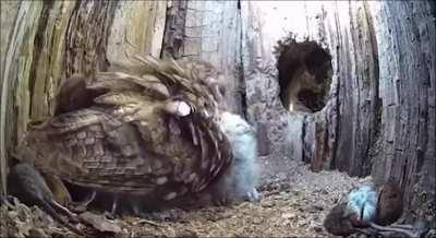 This owl had been failing to breed for 2 years, and while she was flying away, she was given two orphaned chicks. She accepted them as her own.
