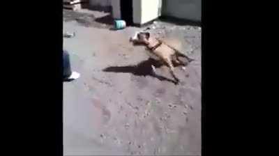 To have some fun with the dog