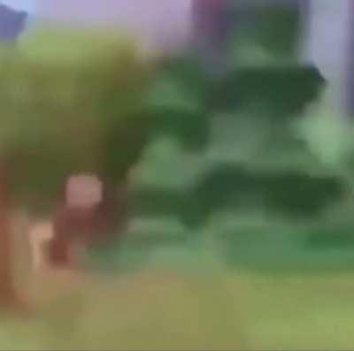 Extremely moldy pigs